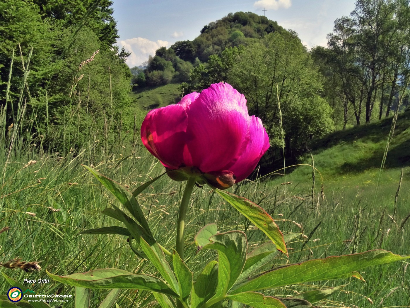 32  Peonia officinalis (Peonia selvatica) in piena fioritura con vista sul Monte Zucco.JPG -                                